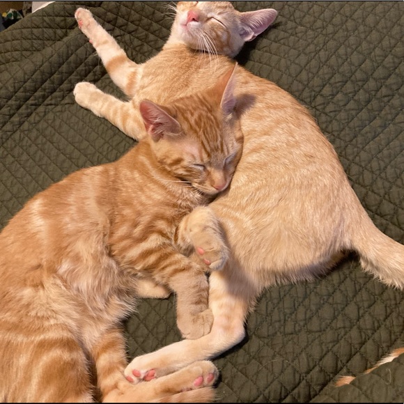 Kittens ๐ป๐ป๐ป - Picture 16 of 16